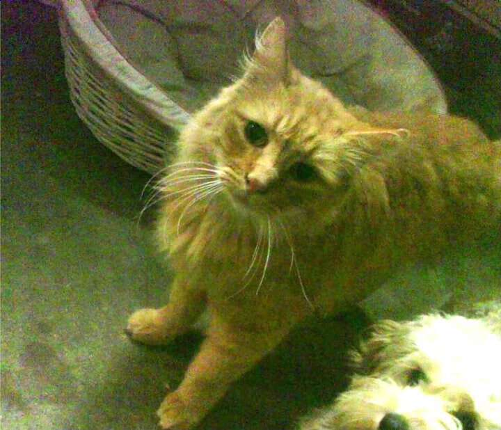 掘金赛季前发布球队誓言激励全队奋斗目标，掘金球队名单