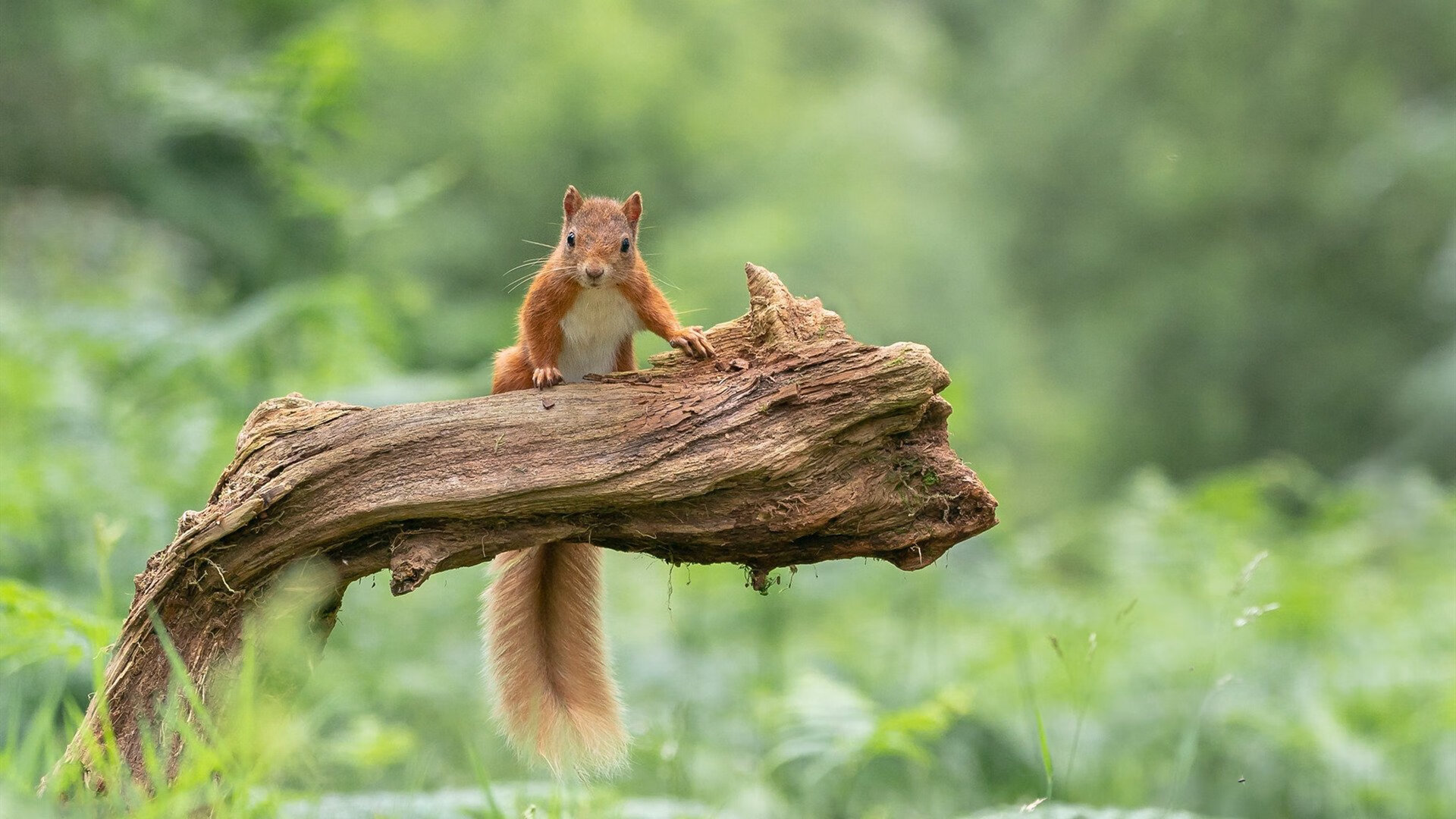 球队与高校展开合作推动体育人才双通道培养计划落地实施,双主体育人人才培养模式