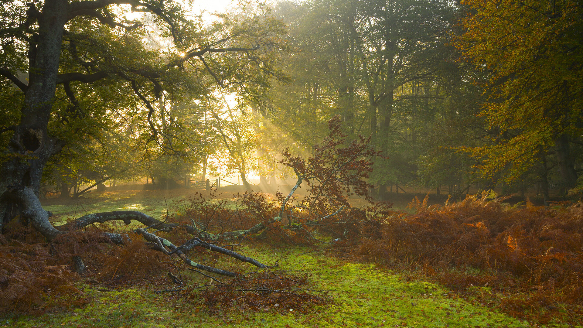 中国足球运动员核心力量训练与伤病预防，足球运动员的核心力量训练